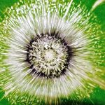 uma-quadri-orbs-verde